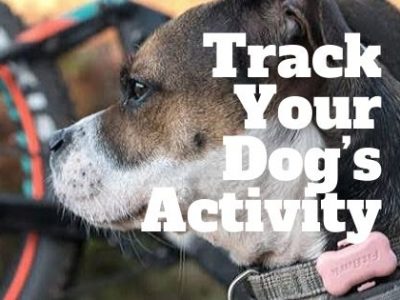 Track Your Dog’s Activity with Fit Bark 2 Review