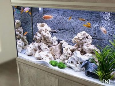 Things you need if you want to set up your own aquarium