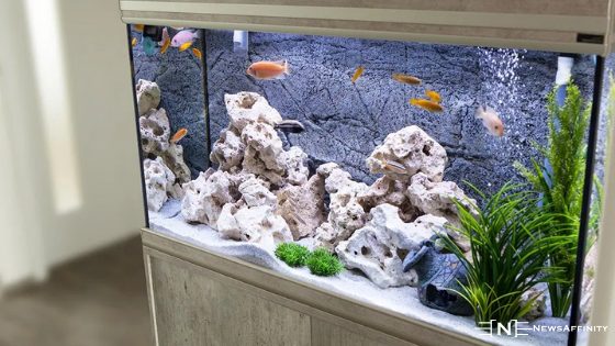 Things you need if you want to set up your own aquarium