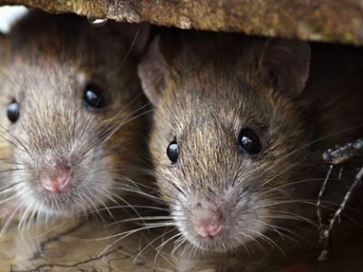 How to make your home unattractive to common rodent pests