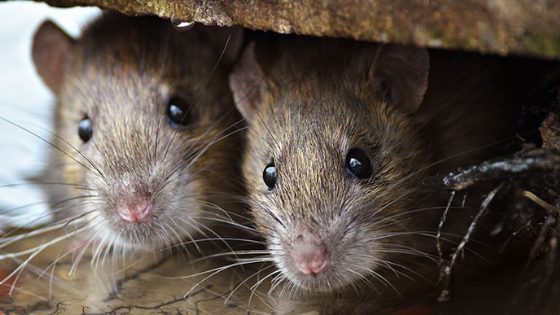 How to make your home unattractive to common rodent pests