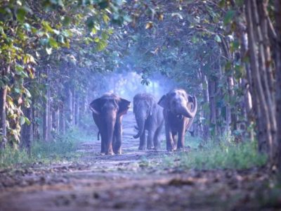 Supreme Court Deems Jamnagar a Safe and Optimal Home for Vantara’s Animals
