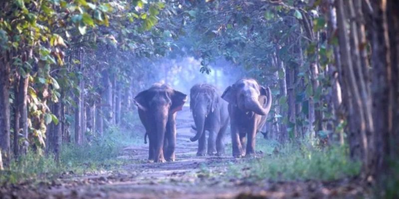 Supreme Court Deems Jamnagar a Safe and Optimal Home for Vantara’s Animals